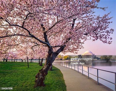 134,015 Sakura Stock Photos & High